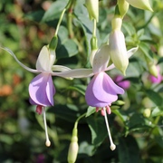 Fuchsien